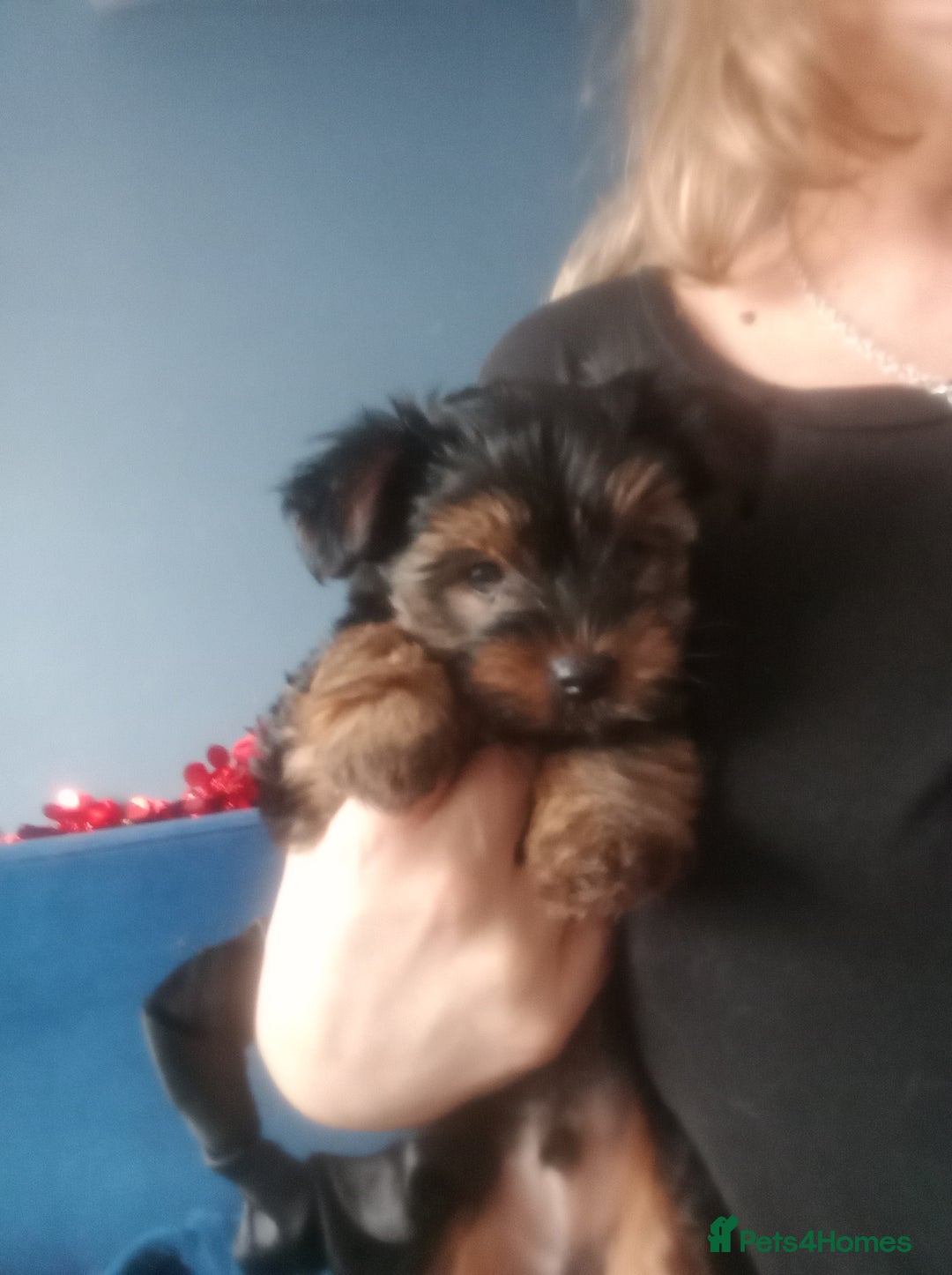 Chorkie dogs for sale: Two amazing Yorkie boys - Advert 16