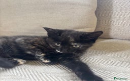 Mixed Breed cats for sale: Last girl left 🐈‍⬛ ready to leave  - Image 7