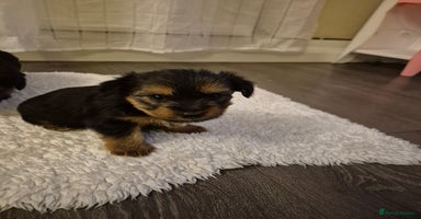Yorkshire Terrier dogs - Advert 12