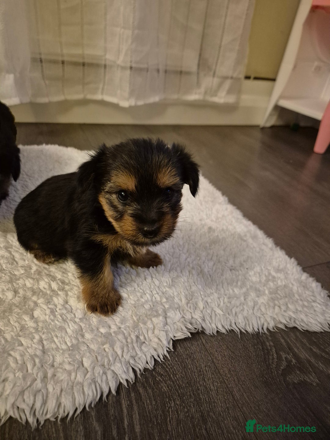Yorkshire Terrier dogs for sale: Yorkshire terrier pappy for sale - Image 2