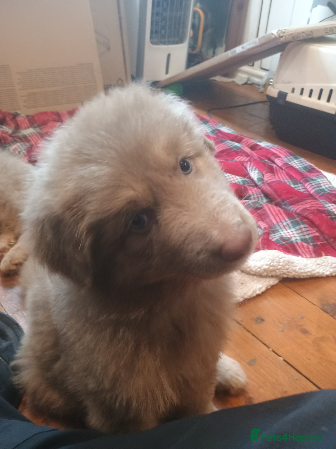 German Shepherd dogs for sale: 🌟ISABELLA GERMAN SHEPHERD PUPPIES 🌟 - Image 8