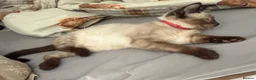 Ragdoll cats for sale: Mixed Seal Point Ragdoll Kittens Male & Female - Advert 4
