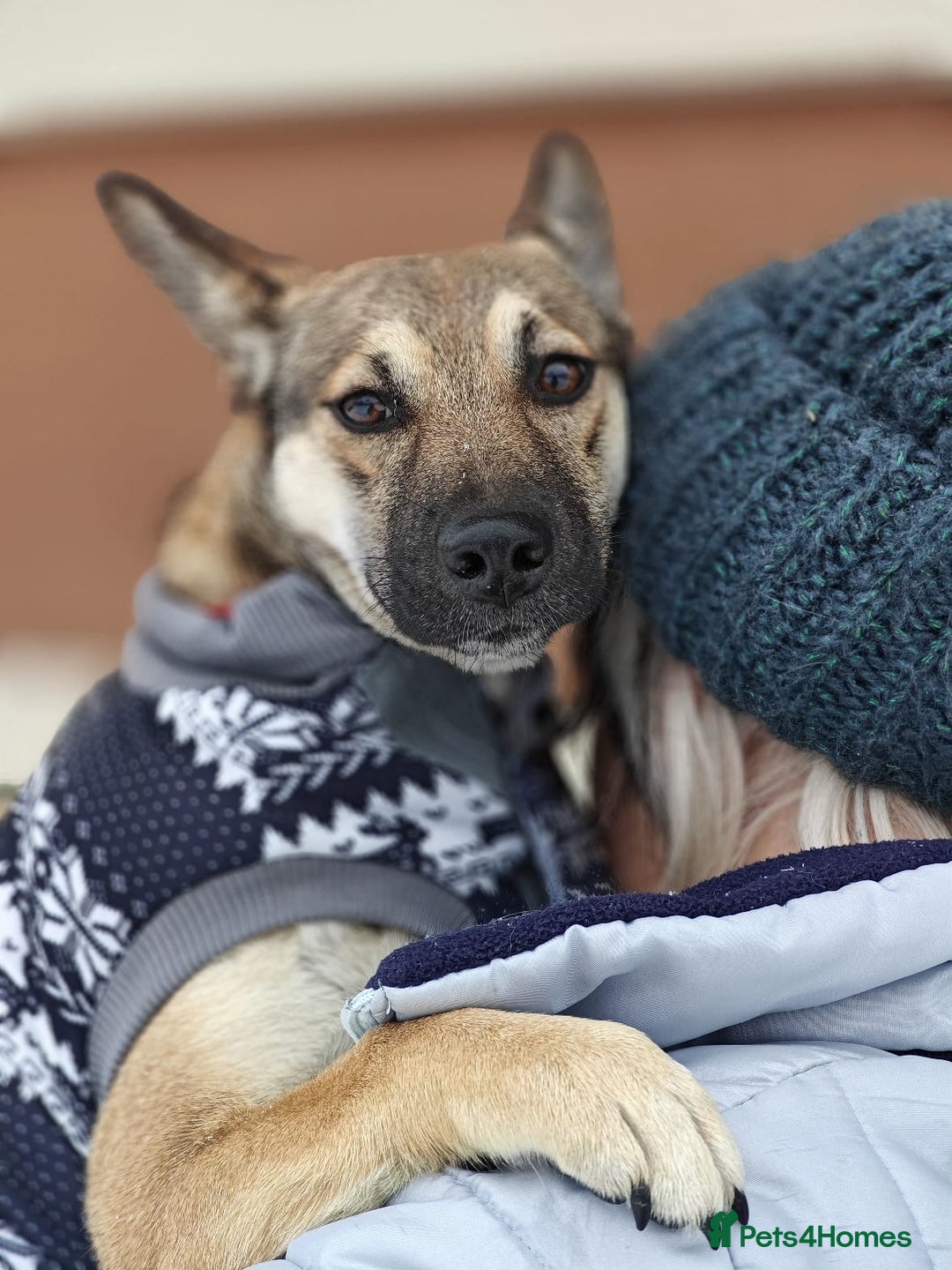 Mixed Breed dogs for adoption: ❤️TESSA – Soft and Gentle Puppy❤️ - Advert 22