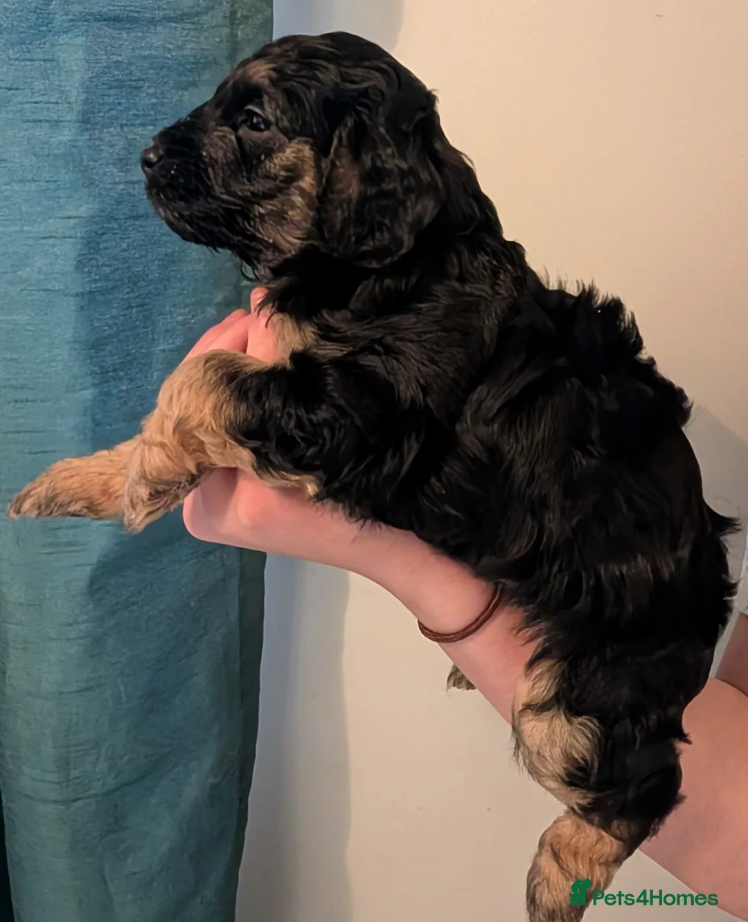 Cockapoo dogs for sale: F2b cockapoo pups Super Cute. Health test parents - Advert 16