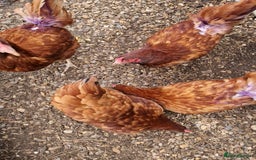 Chickens poultry for sale: Rhode Island Hybrids - Image 4