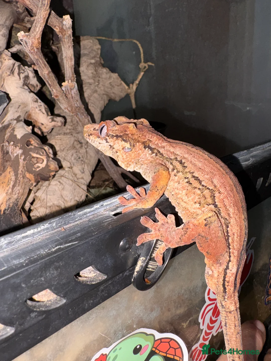 Gecko reptiles for sale: 3 Gargoyle Geckos - Advert 10