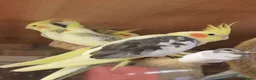 Cockatiels birds for sale: Young Cockatiels - Advert 7