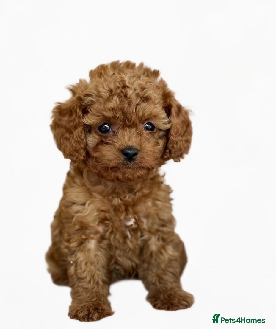 Cavapoo dogs Adorable teddy bear toy cavapoo  - Advert 2