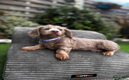 Miniature Dachshund dogs for sale: 💗 READY TO LEAVE - K.C MINIATURE DACHSHUND 💗 - Image 29