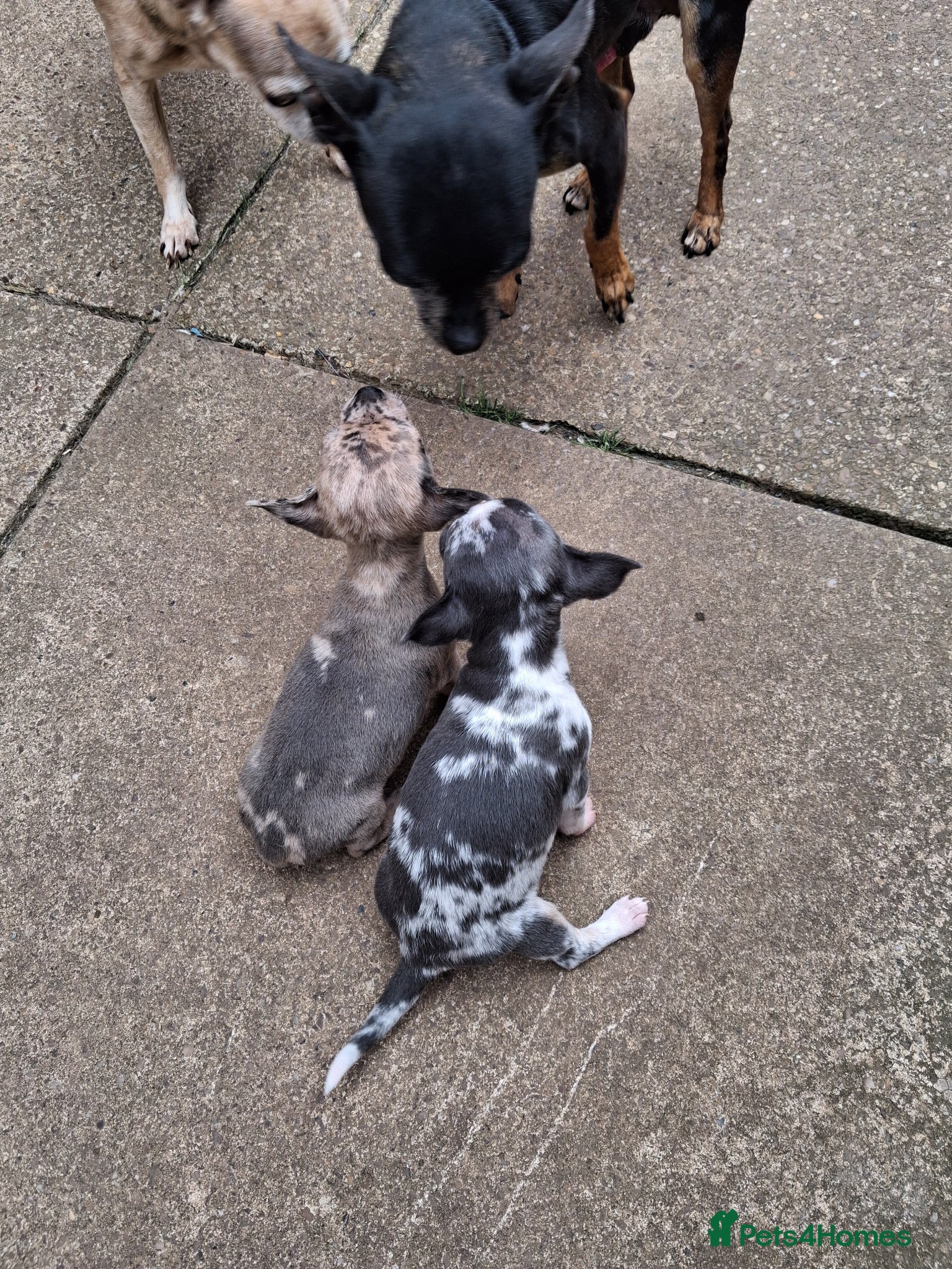 Chihuahua dogs 2 beautiful chihuahua merle girls - Advert 7