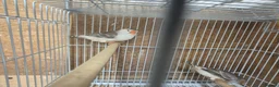 Mixed Breed birds for sale: Cage n aviary birds  - Advert 3