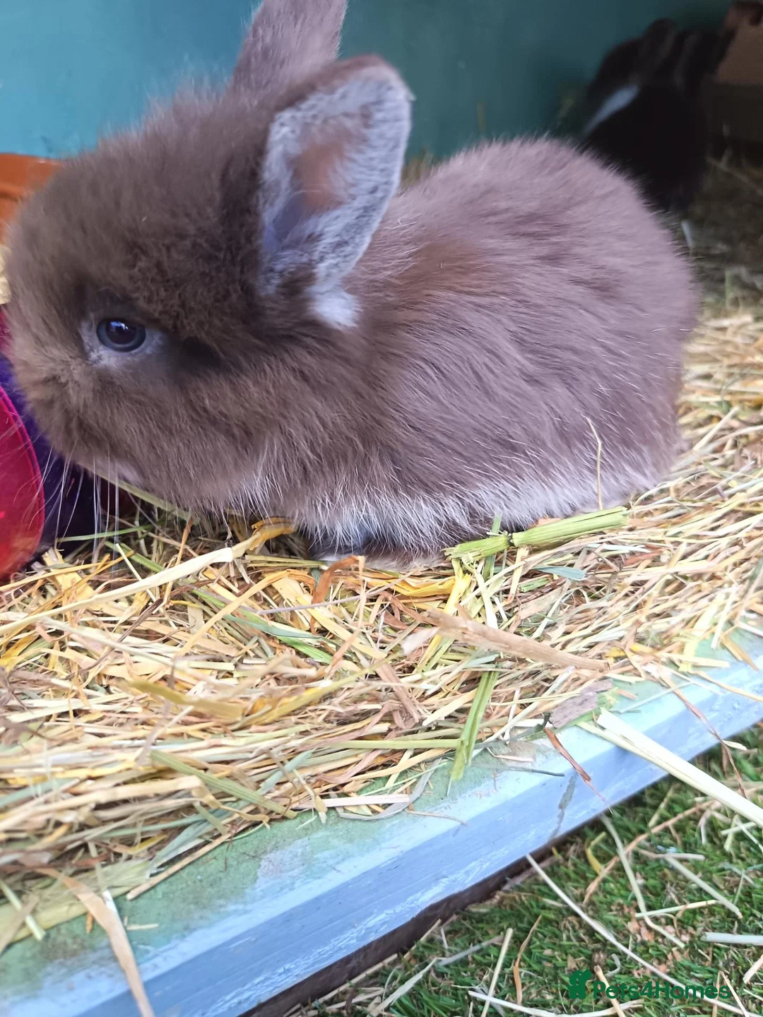 Mixed Breed rabbits for sale: Angora lion head  - Advert 10