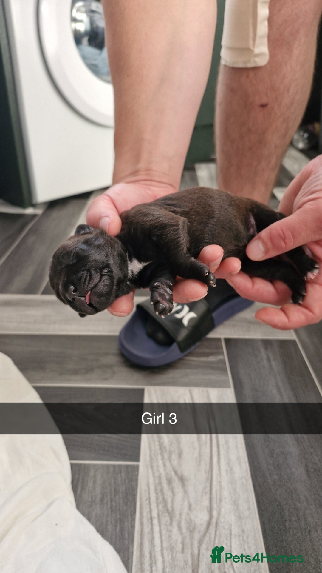 Mixed Breed dogs for sale: Staffie bullweiler puppies  - Image 14
