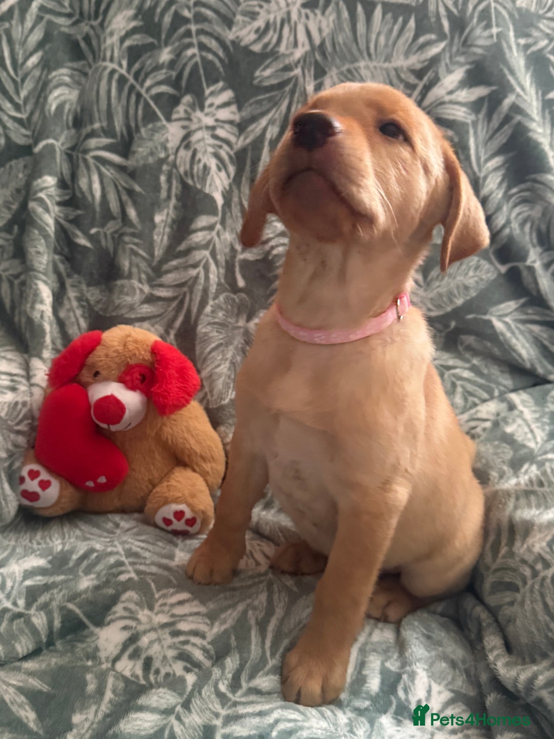 Labrador Retriever dogs for sale: 2 Yellow Females 👀🏡 in Boston - Image 7