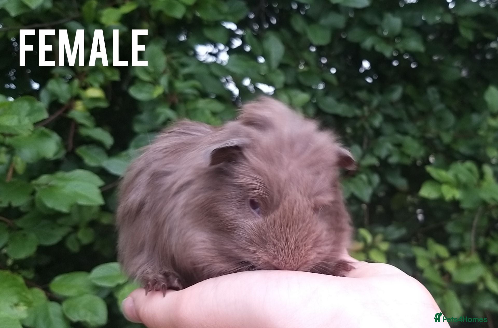 Guinea Pig rodents baby guinea pigs for sale - Advert 2
