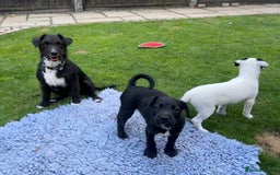 Patterjack dogs for sale:  🐾 Patterdale x Jack Russell Puppies 🐾 - Image 15