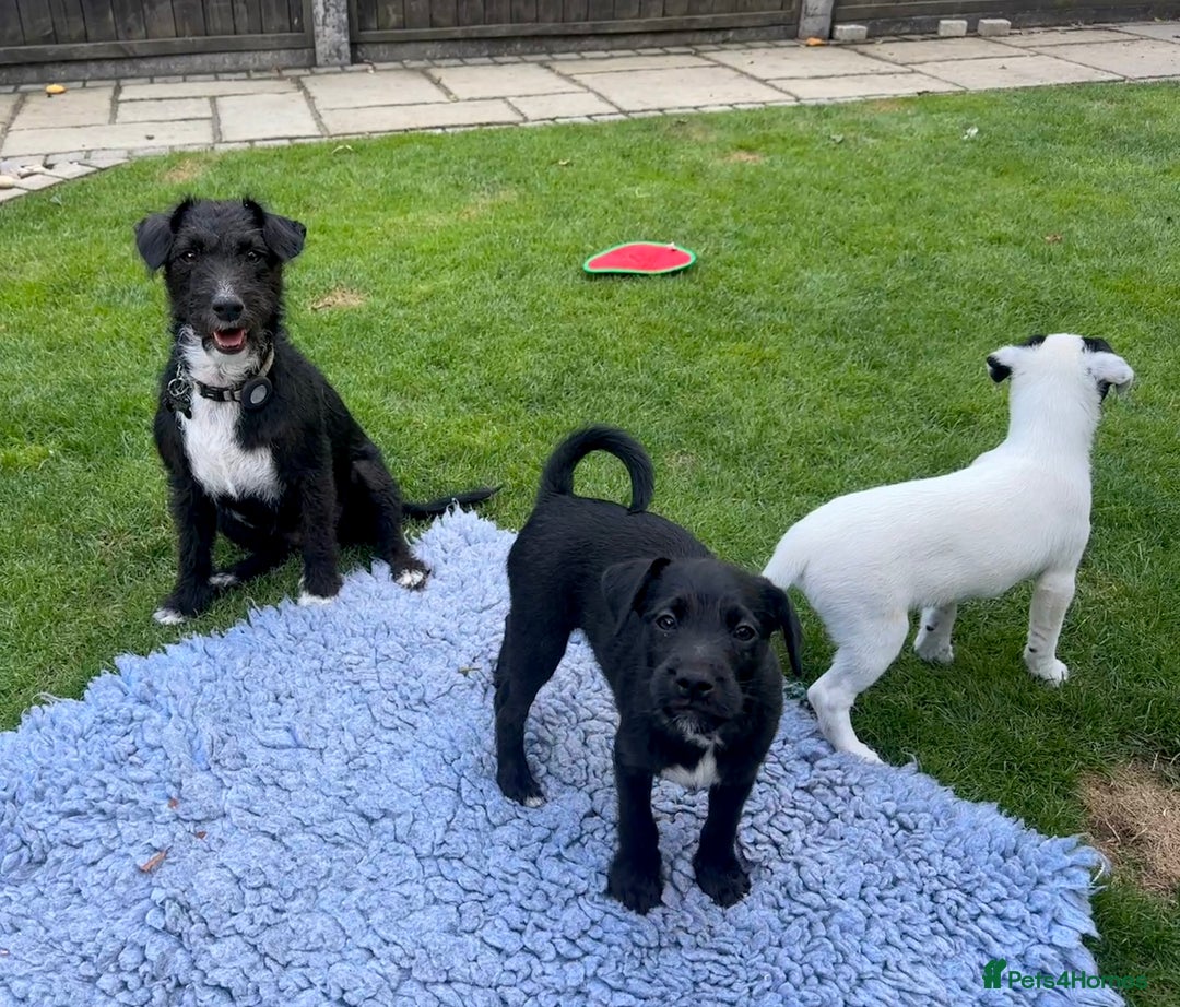 Patterjack dogs for sale:  🐾 Patterdale x Jack Russell Puppies 🐾 - Image 15