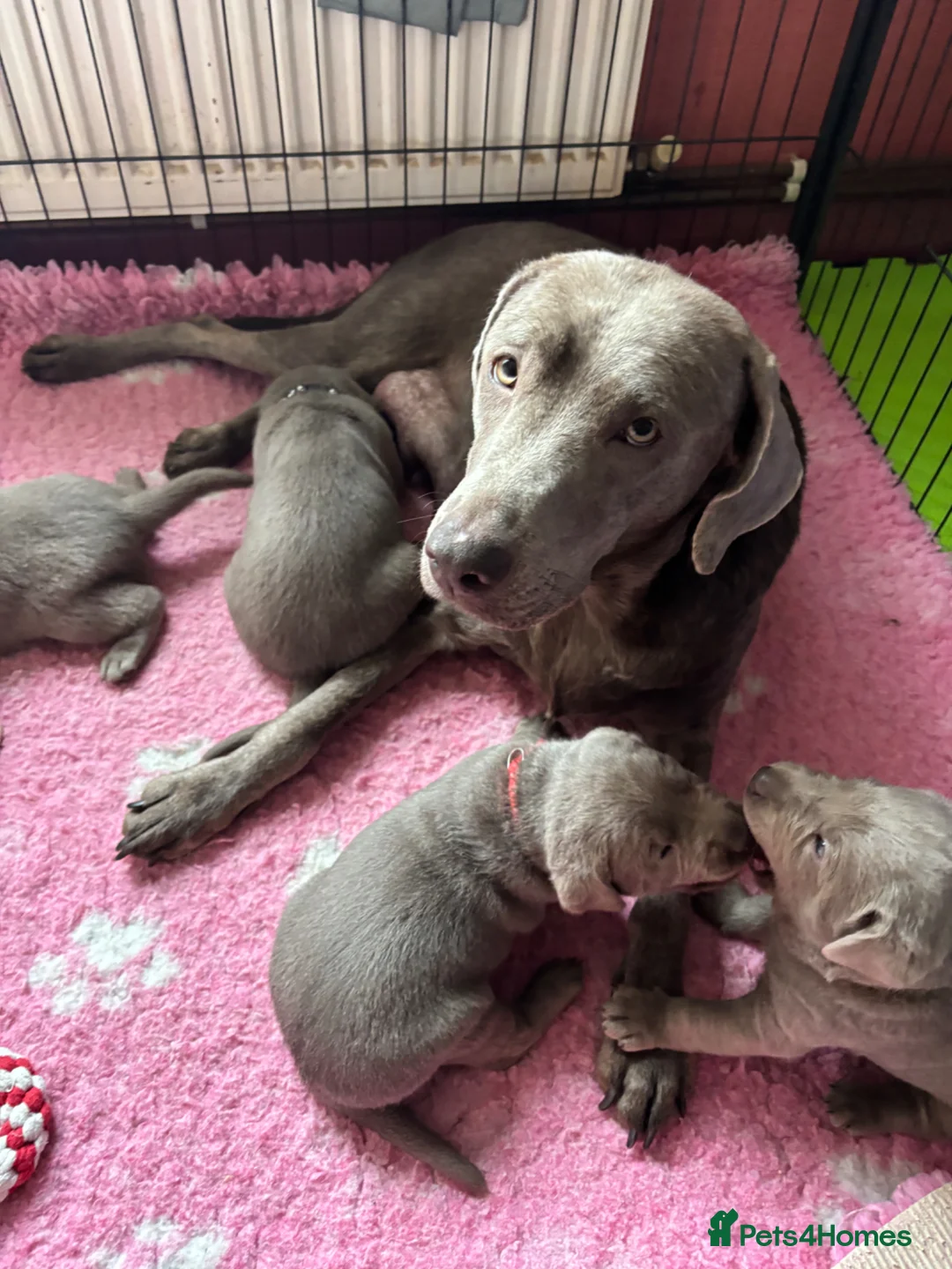 Labrador Retriever dogs for sale: Gorgeous Silver Labrador Puppies For Sale! - Advert 1