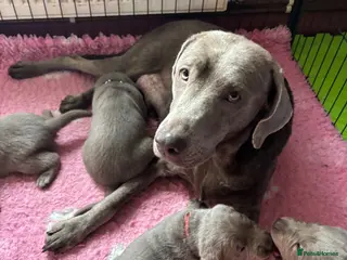Labrador Retriever dogs for sale: Gorgeous Silver Labrador Puppies For Sale! - Advert 1