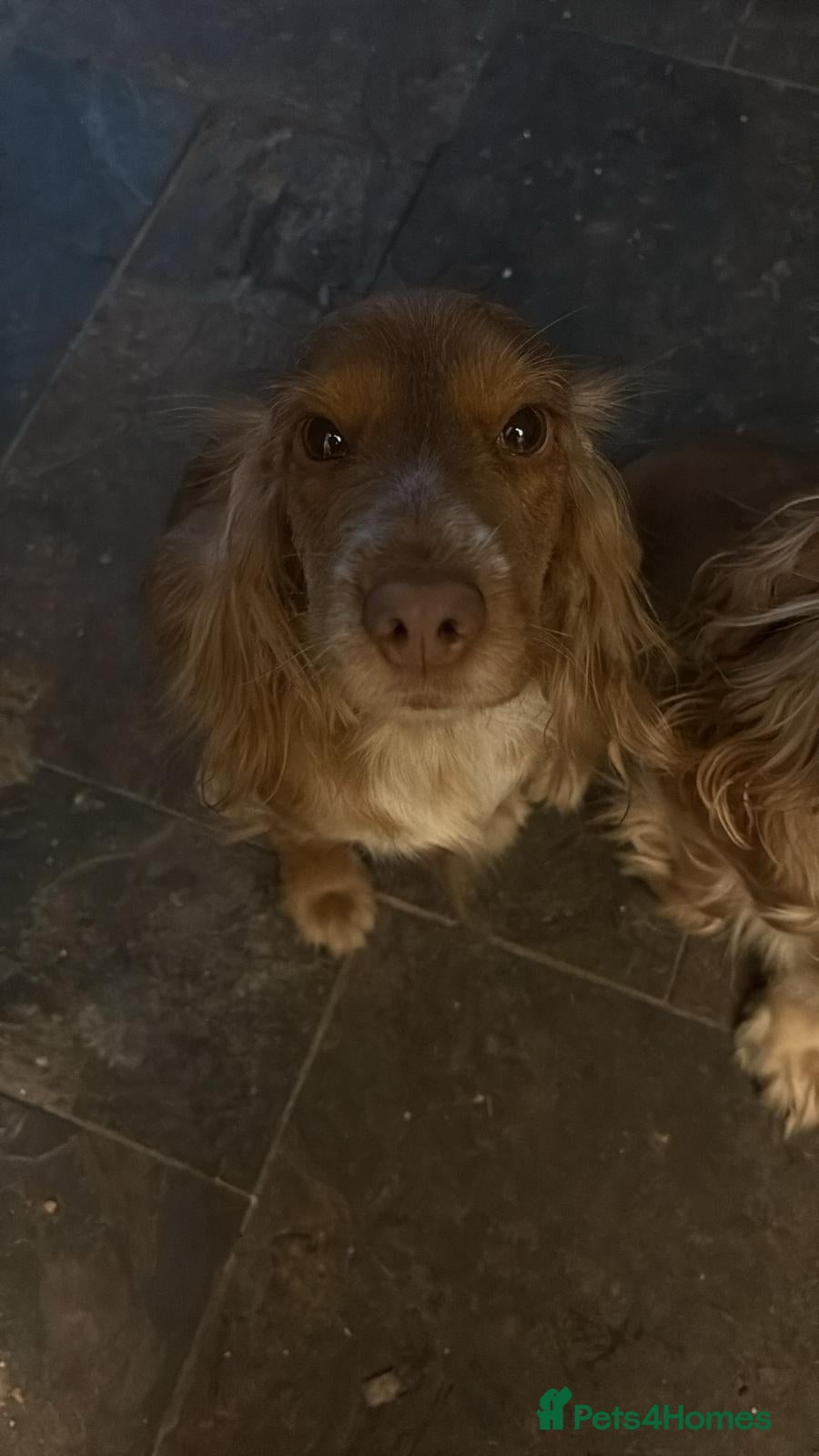 Cocker Spaniel dogs 3 Gorgeous Cocker Spaniel Puppies  - Advert 10