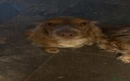 Cocker Spaniel dogs for sale: 3 Gorgeous Cocker Spaniel Puppies  - Advert 1