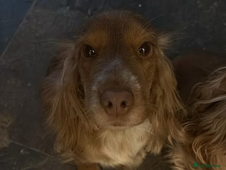 Cocker Spaniel dogs 3 Gorgeous Cocker Spaniel Puppies - Advert 6