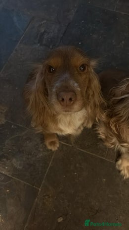 Cocker Spaniel dogs 3 Gorgeous Cocker Spaniel Puppies - Advert 1