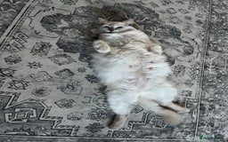 Mixed Breed cats for sale: Beautiful Ragdoll x BSH kittens for sale! - Image 33