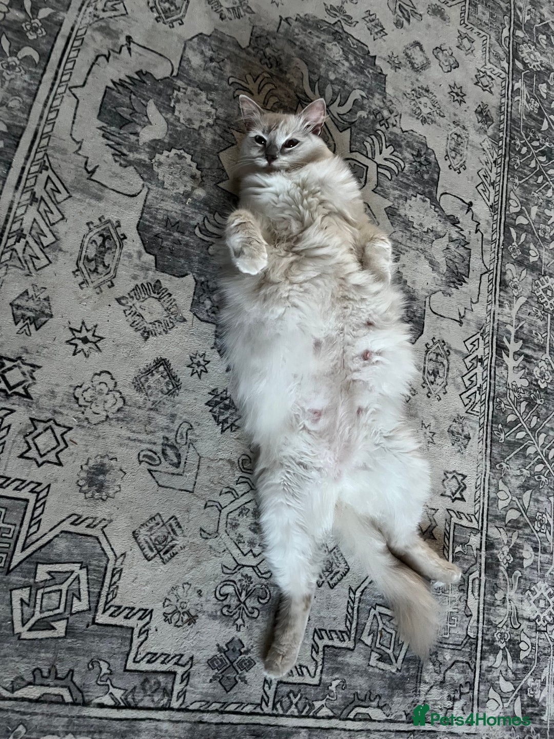 Mixed Breed cats for sale: Beautiful Ragdoll x BSH kittens for sale! - Image 33