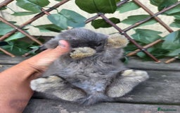 Mini Lop rabbits for sale: Pure bred Mini Lop Bunnies - Image 12