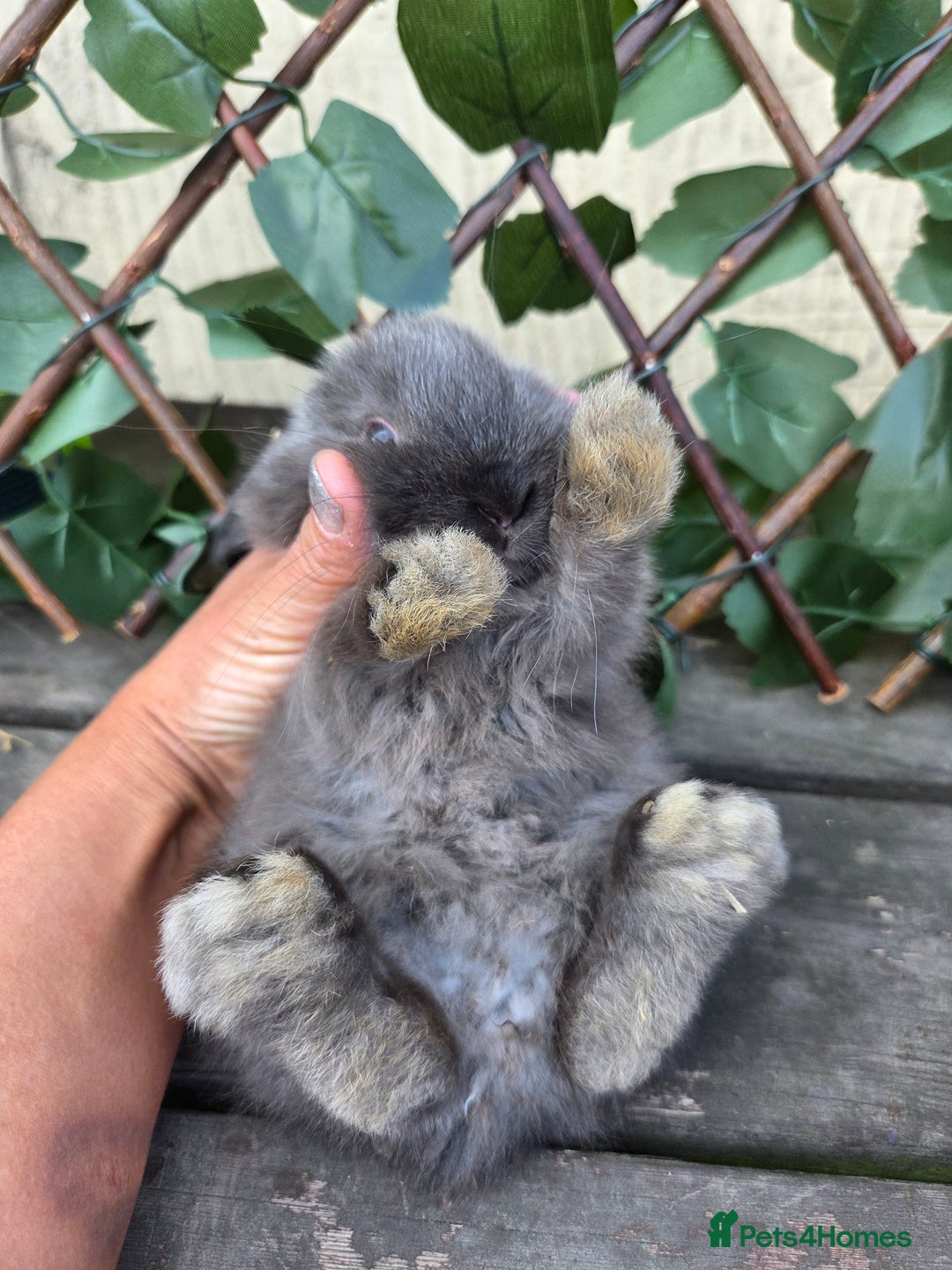 Mini Lop rabbits for sale: Pure bred Mini Lop Bunnies - Image 12