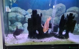 Catfish fish for sale: Large Fish Tank 120 x 70 x 38 cm with Catfish etc  - Image 4