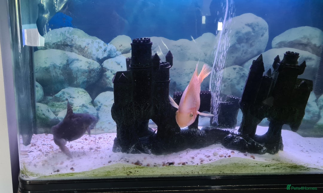 Catfish fish for sale: Large Fish Tank 120 x 70 x 38 cm with Catfish etc  - Image 4