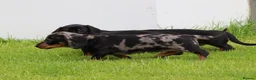 Dachshund dogs for sale: Miniature Dachshund puppies for sale - Advert 9