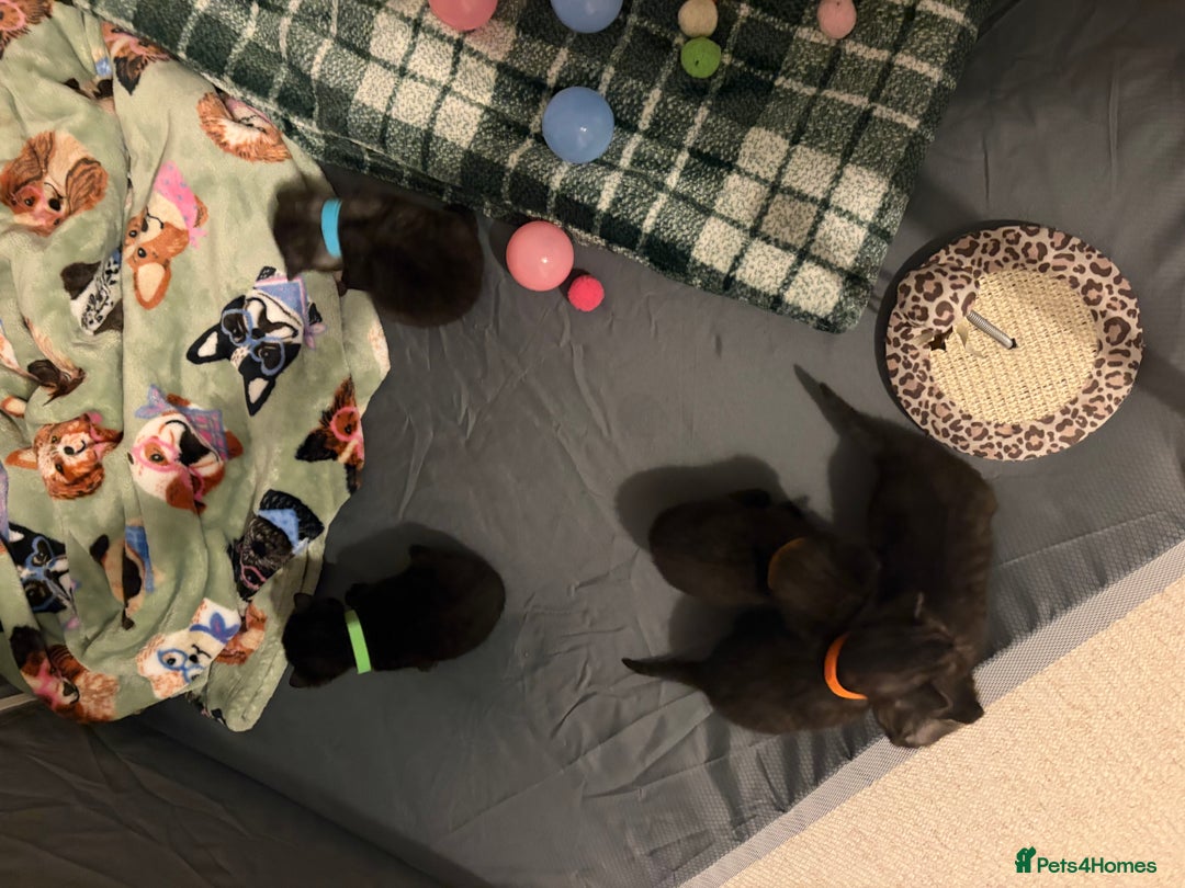 British Shorthair cats for sale: Beautiful British Shorthair Kittens  - Advert 19