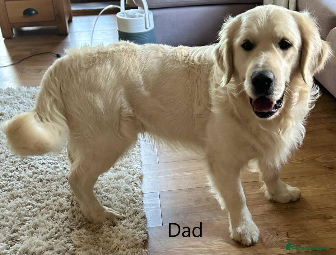 Golden Retriever dogs for sale: Chunky, cream pups - Image 27