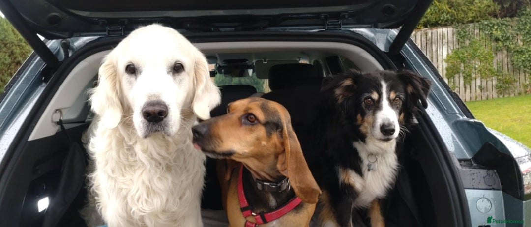 Mixed Breed dogs for adoption: Oscar deserves the best home  - Image 3