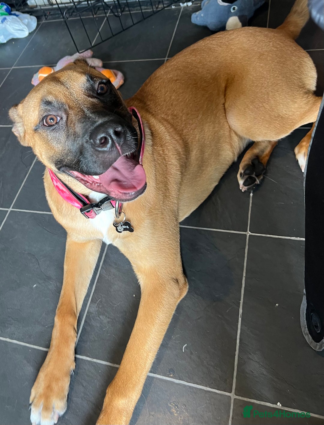 Bullmastiff dogs for sale: URGENT HOME NEEDED!!! - Advert 9