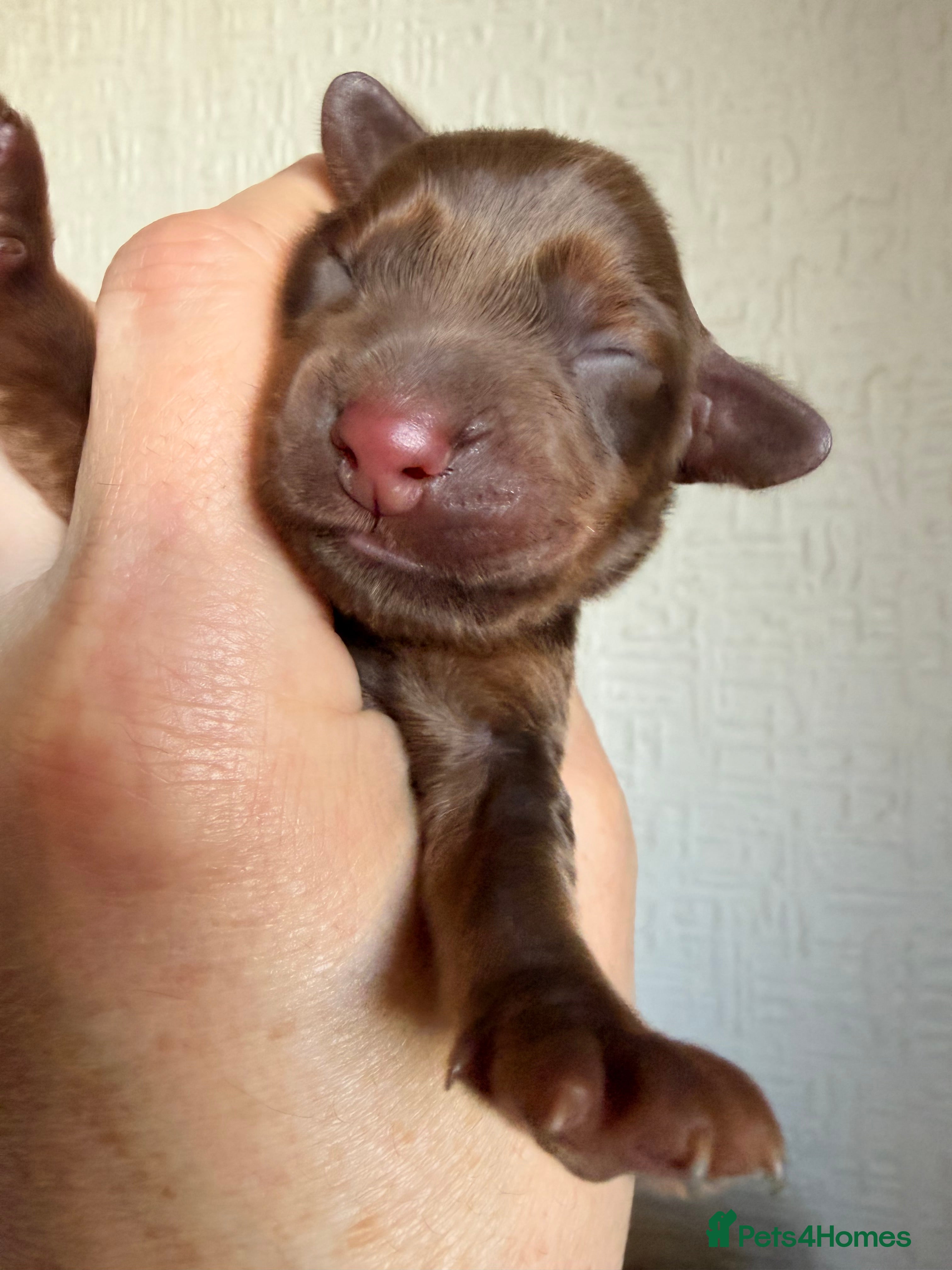Cocker Spaniel dogs Gorgeous Male Cocker Spaniel Puppies for Sale - Advert 2
