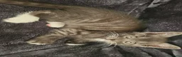 Persian cats for sale: 5 x Beautiful PersianX kittens  - Advert 9