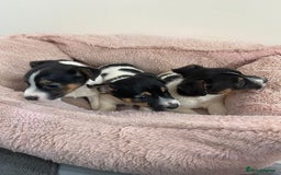 Jack Russell dogs for sale: Jackrussel boys  - Image 4