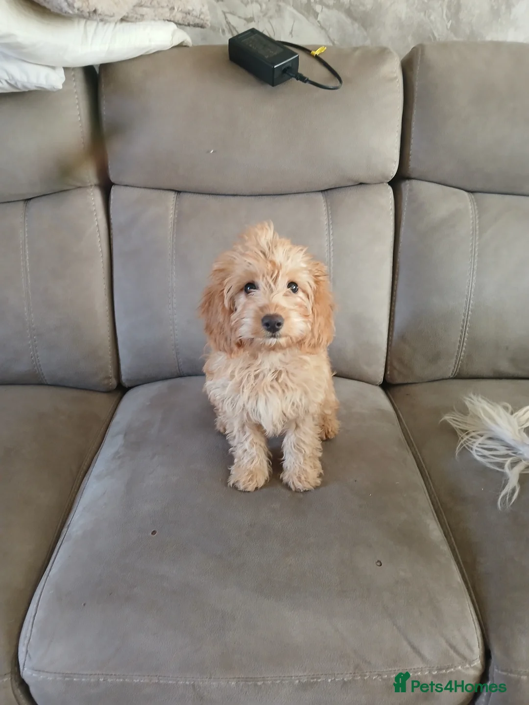 Cockapoo dogs for sale: Cockapoo girl  - Advert 2