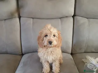 Cockapoo dogs Cockapoo girl - Advert 15