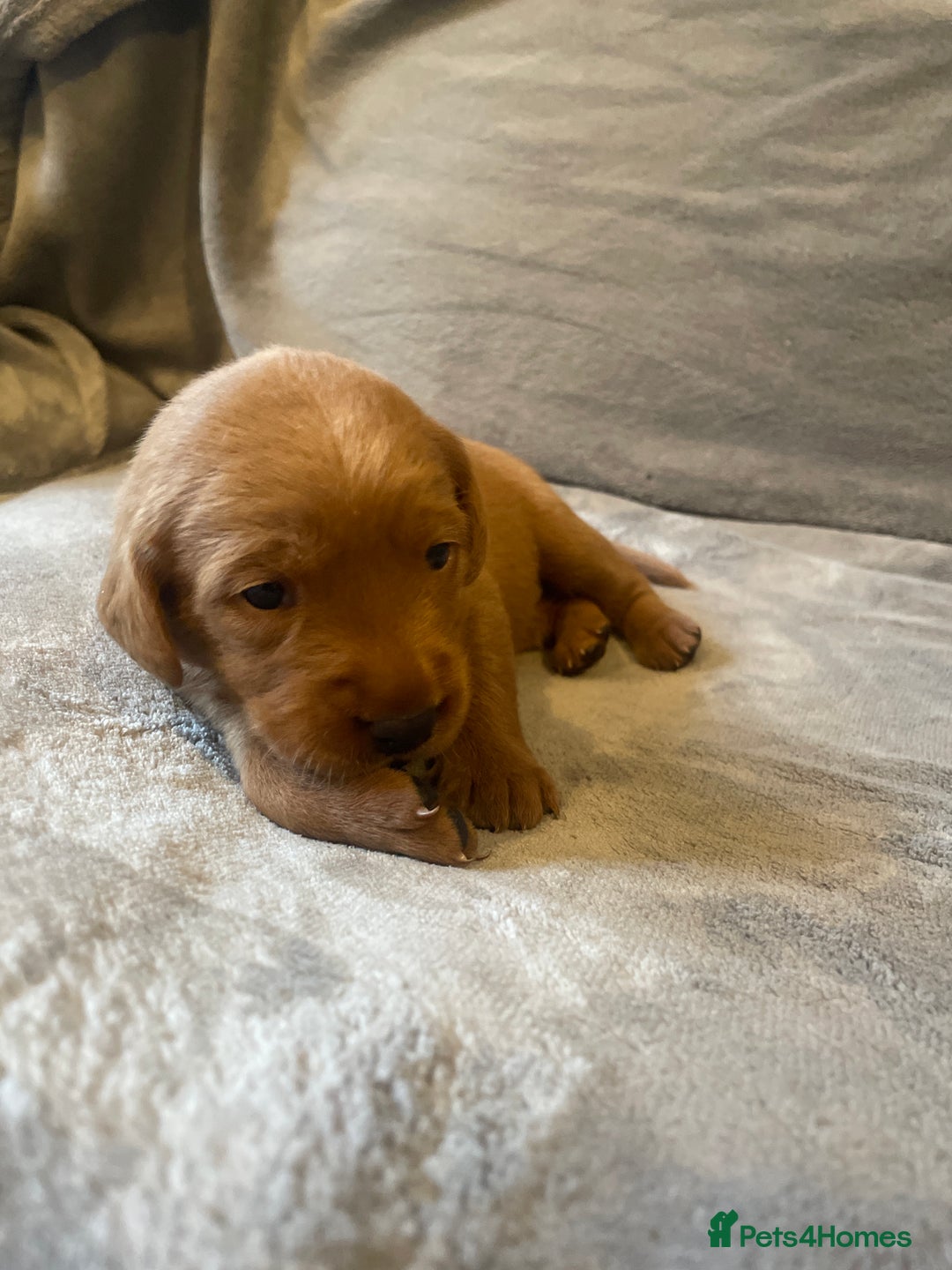 Labradoodle dogs for sale: F1b labradoodle puppies - Advert 22