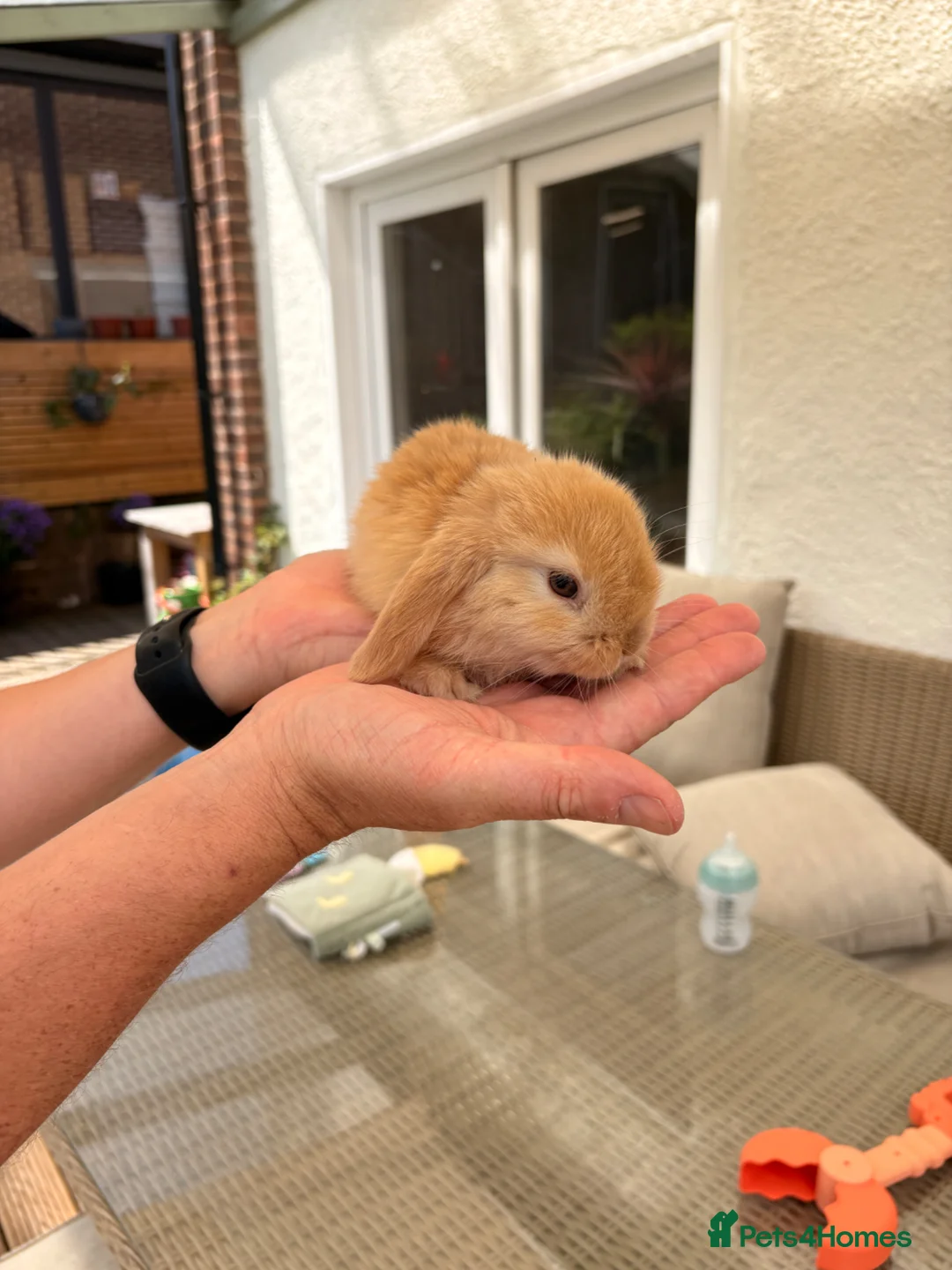 Mini Lop rabbits for sale: Mixed Mini Lop Bunnies - Advert 2