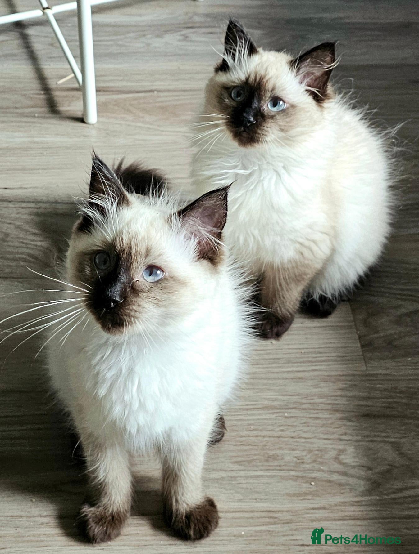 Ragdoll cats Due to timewasters 1 kitten available. . - Advert 5