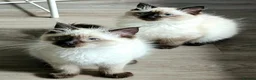 Ragdoll cats for sale: Due to timewasters 1 kitten available. . - Advert 1