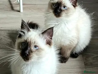 Ragdoll cats Due to timewasters 1 kitten available. . - Advert 5