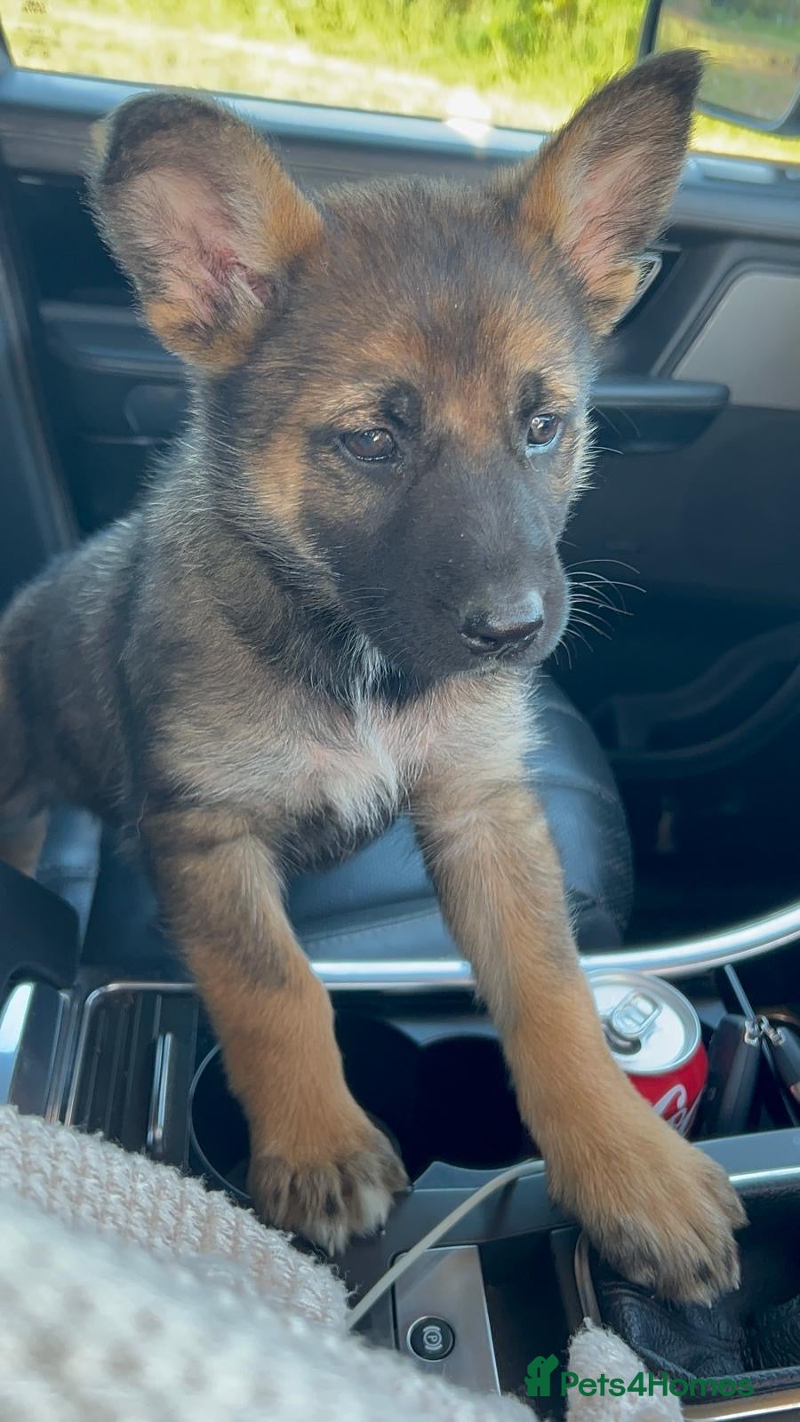 Shepsky dogs syberian huskyx malinois x german shepherd puppies - Advert 18