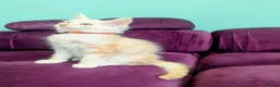 Maine Coon cats for sale: Pedigreed Maine Coon kittens - Advert 13